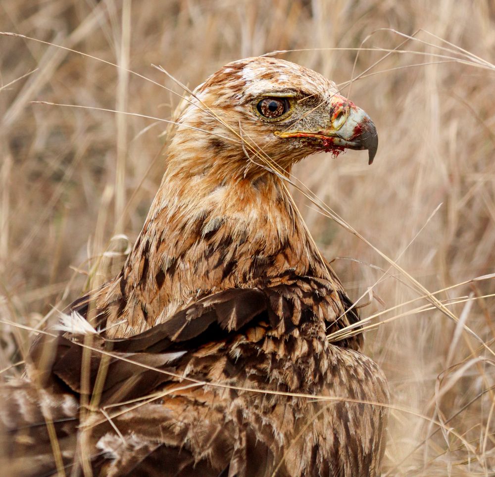 Photograph by Priscilla Dippenaar