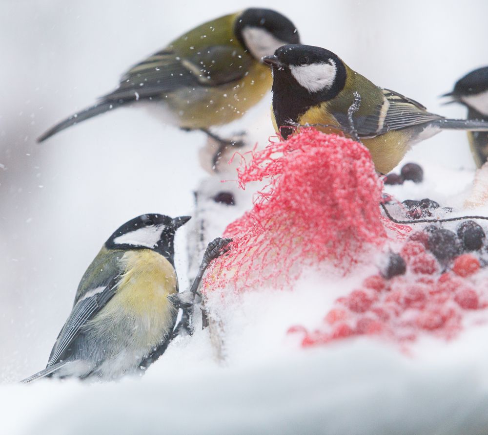 Photograph by Виталий Са