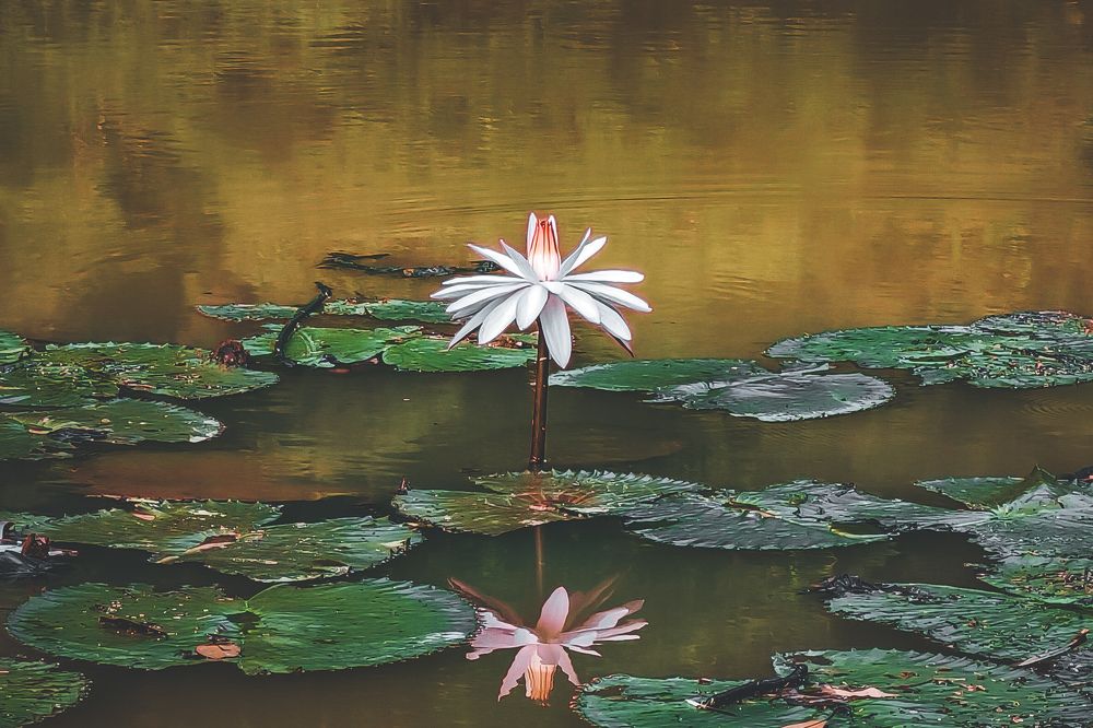 Photograph by Hafiz