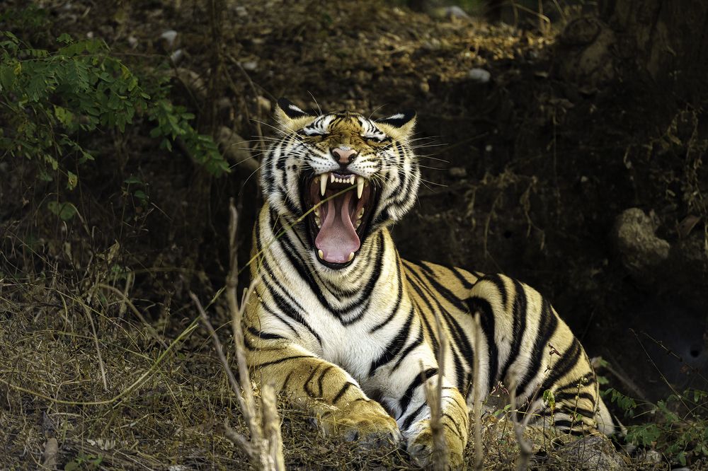 Photograph by suyash