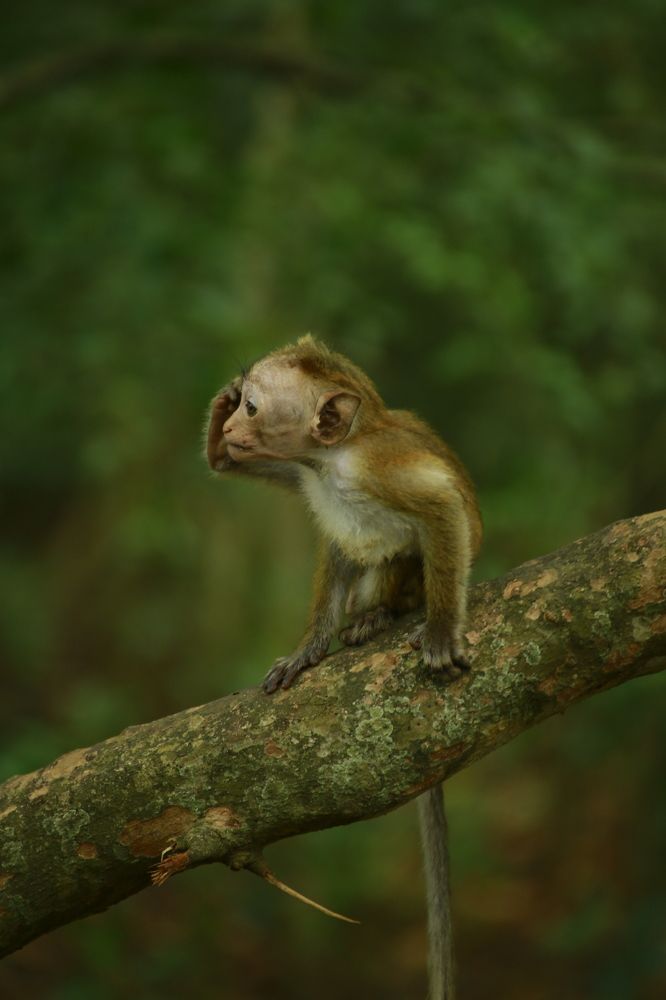 Фотография автора prabath randunu Jayasinghe