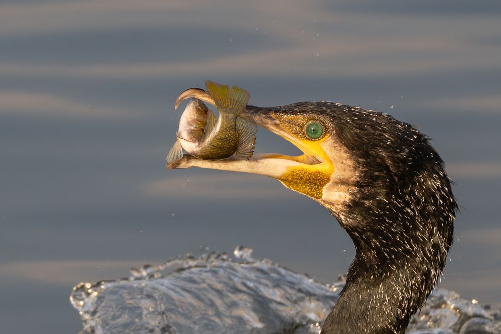 Photograph by Guy Wilson