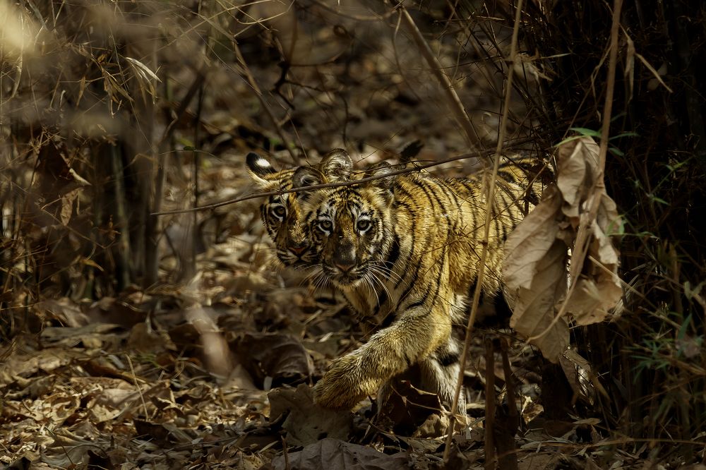 Photograph by suyash