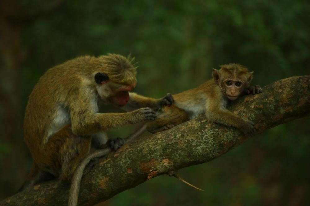 Фотография автора prabath randunu Jayasinghe