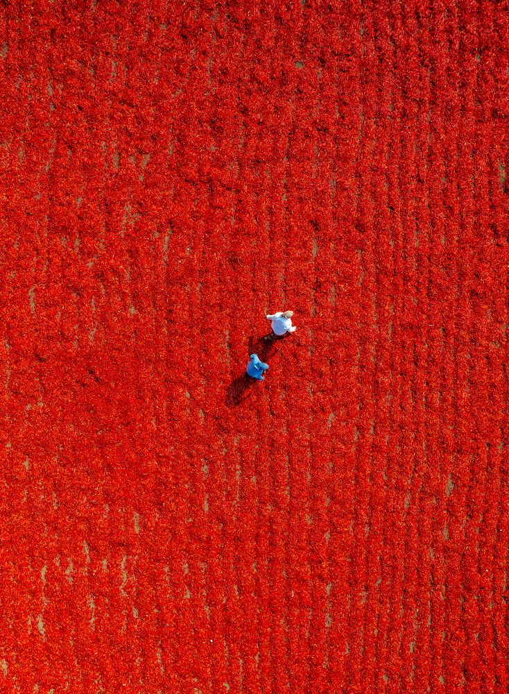Chili Farming from Above