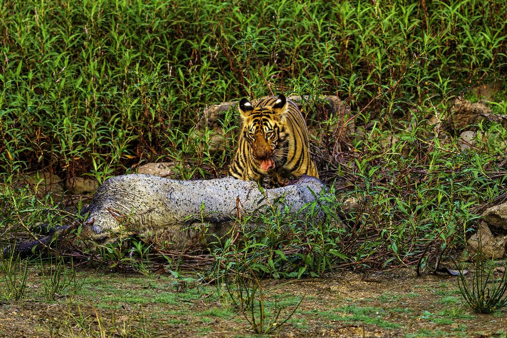 Photograph by suyash