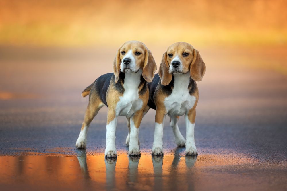 Photograph by Наталья Орел