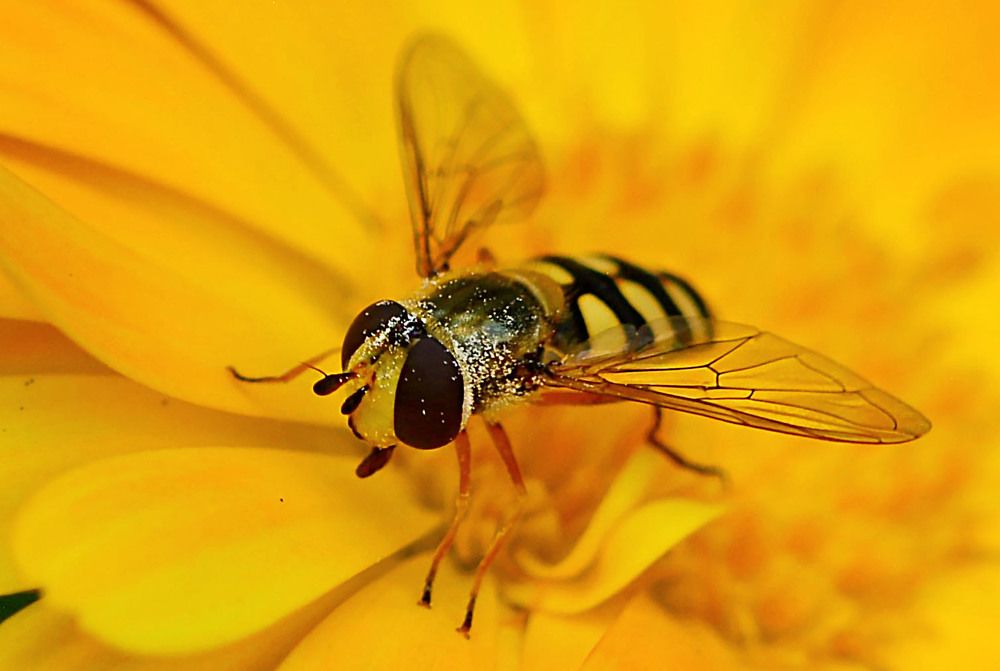 Photograph by Marjo Steffen