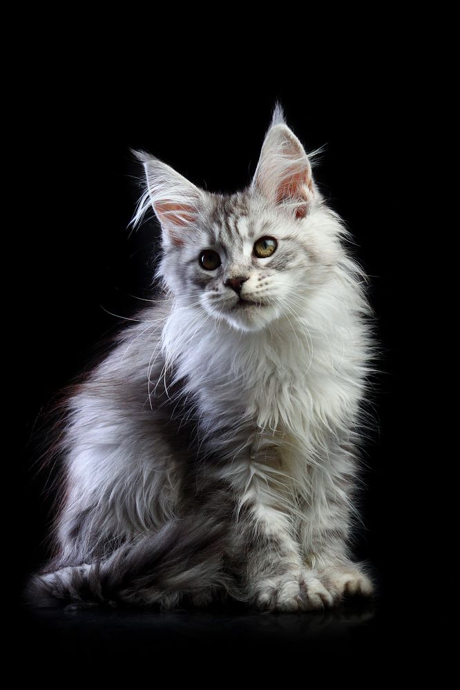 Maine coon, Laiza of Gross Team