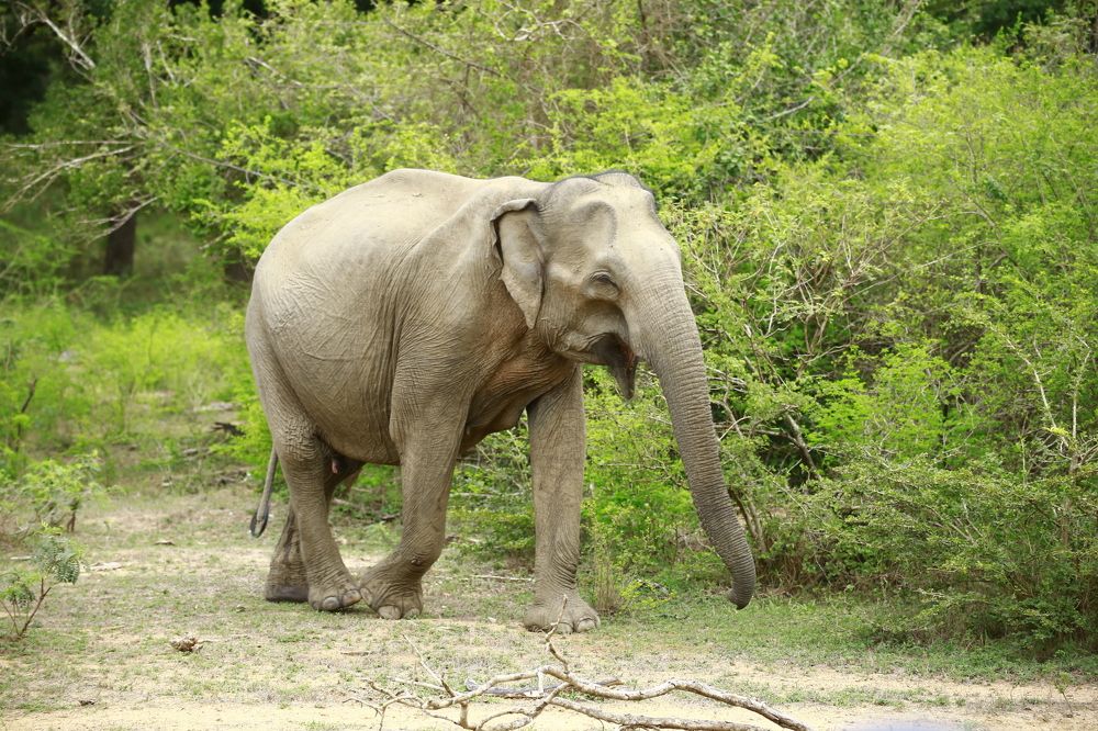 Фотография автора prabath randunu Jayasinghe