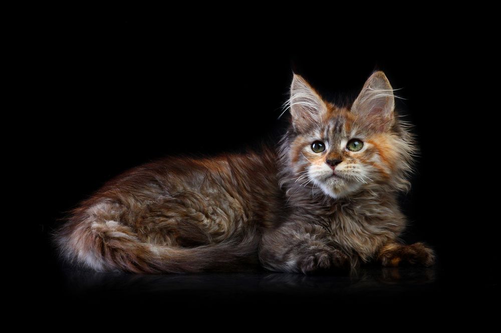Lily of Gross Team (maine coon)