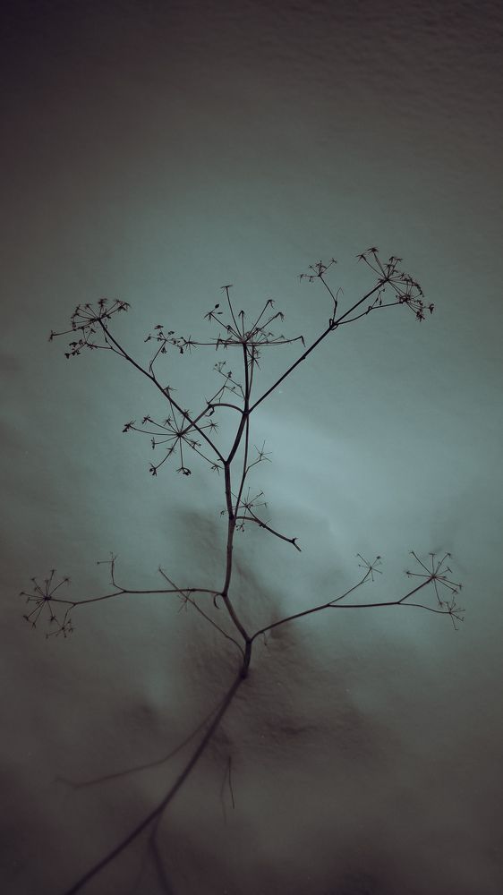 Photo #11739131
