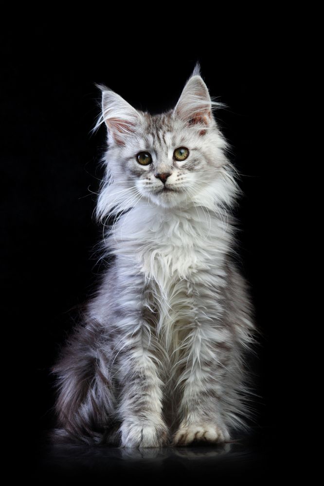 Maine coon, Laiza of Gross Team