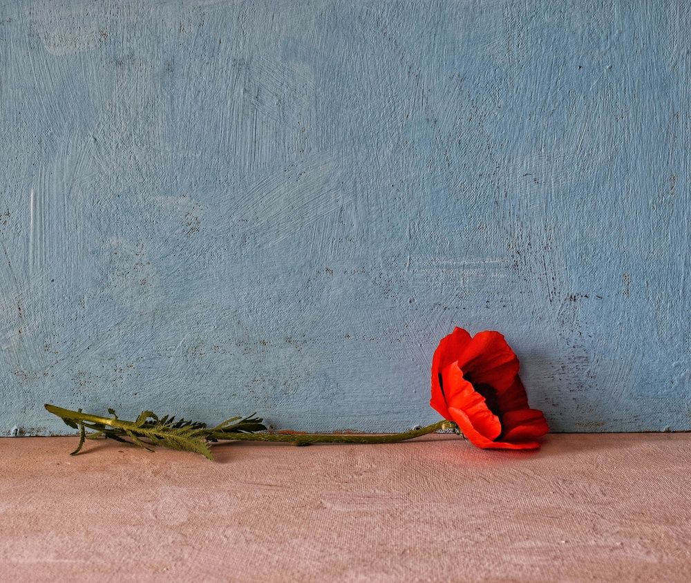 Photograph by Антонина Шабышева