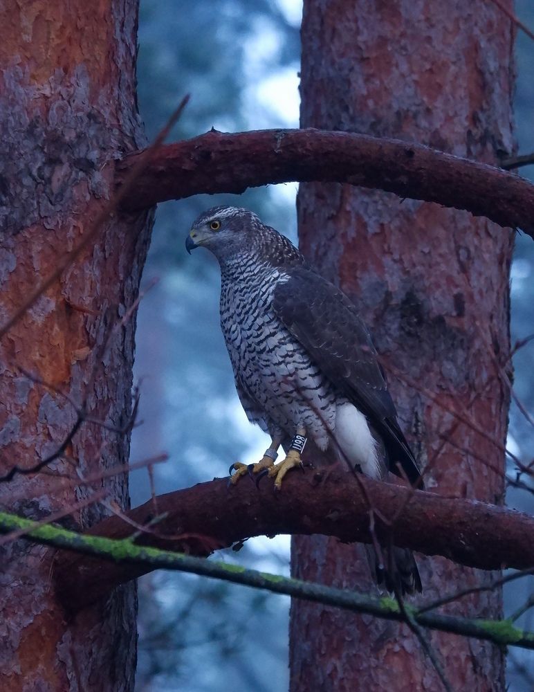 Фотография автора Elvijs Kalnins