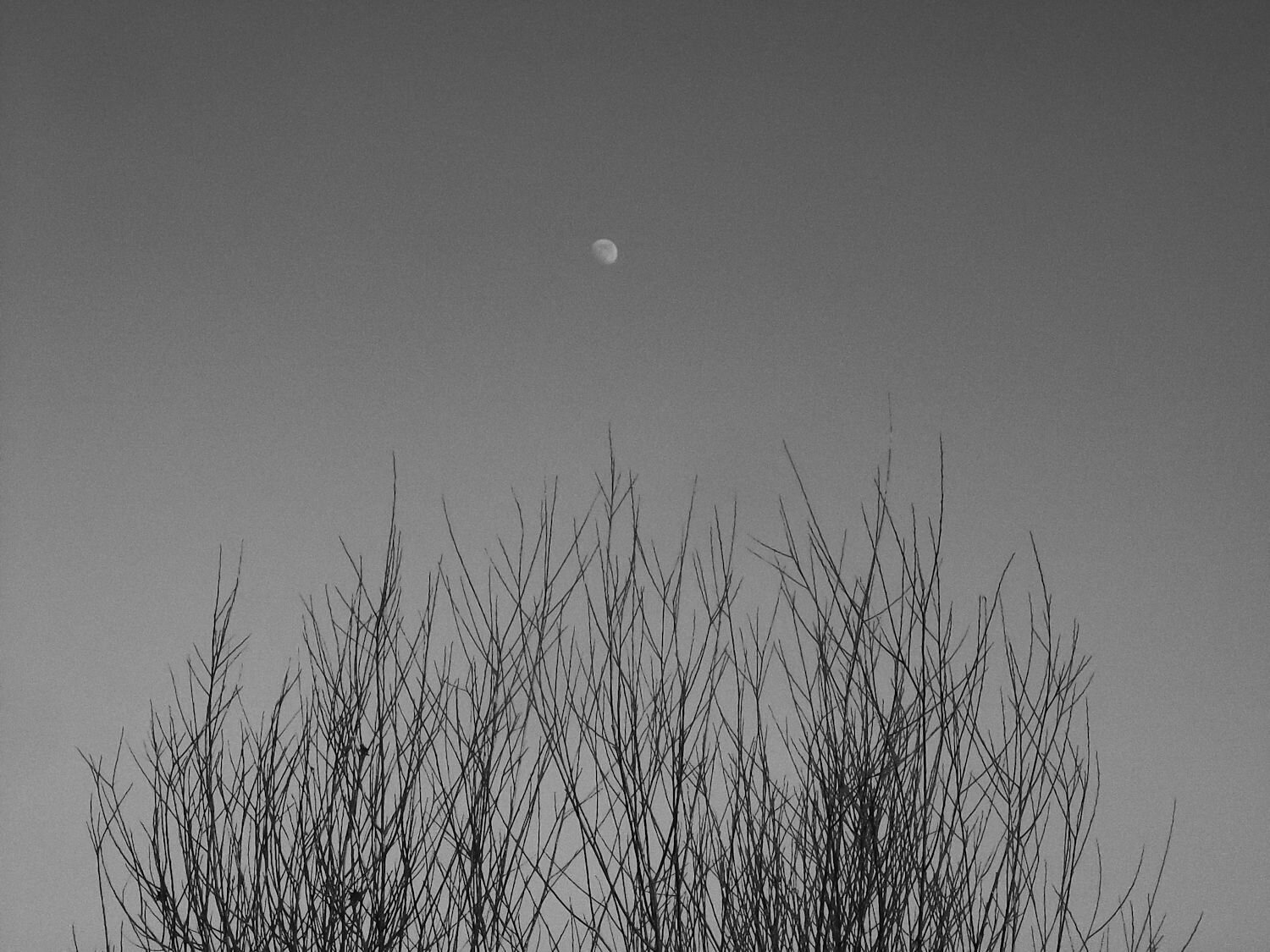 Photo #11739281