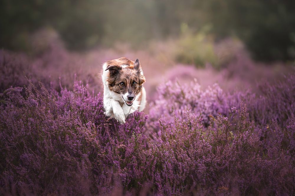 Photograph by Laura Petermans