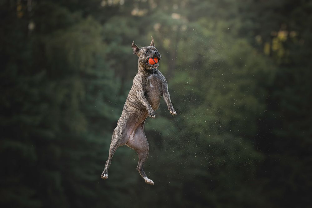 Photograph by Laura Petermans