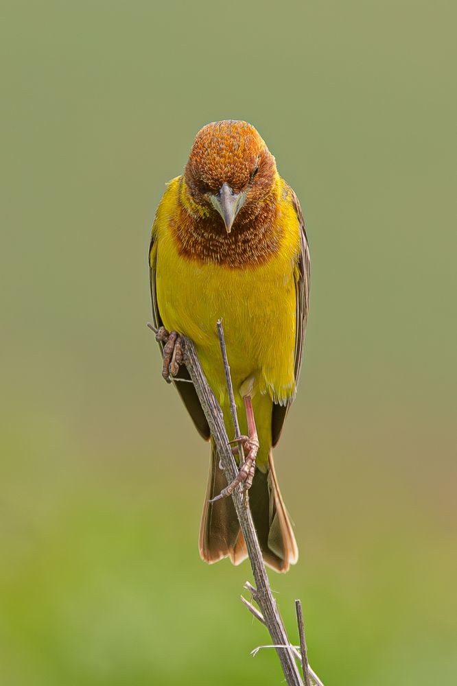 Photograph by Alexei Kriptozoy