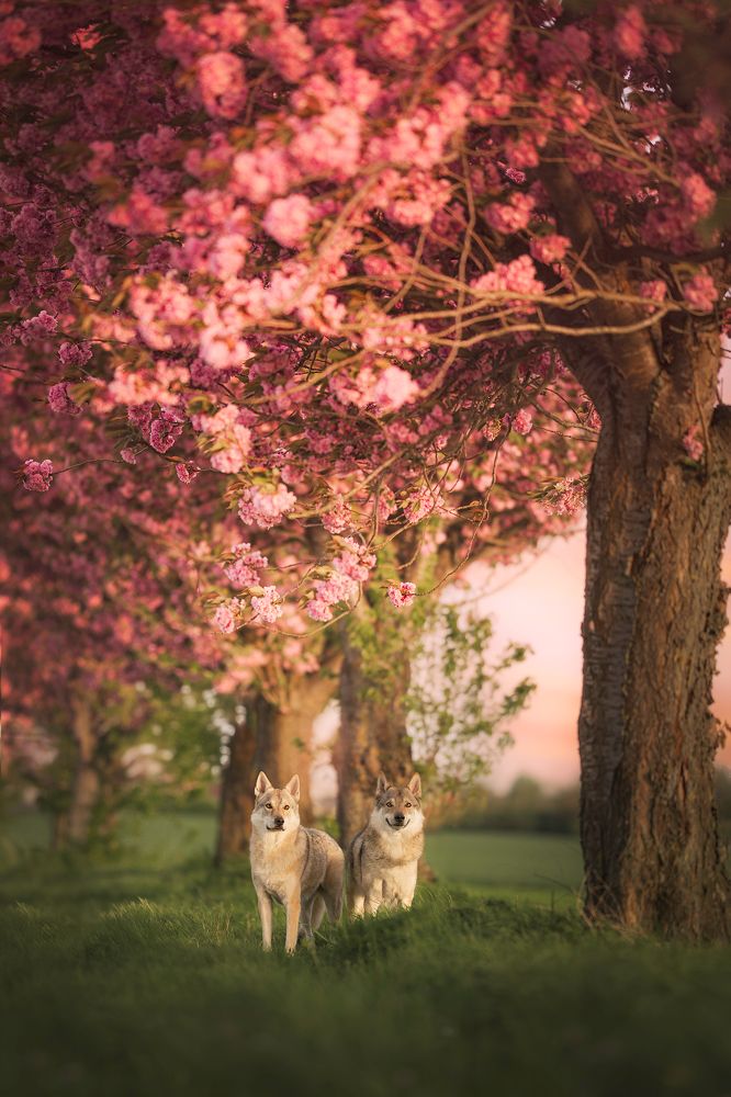 Photograph by Laura Petermans