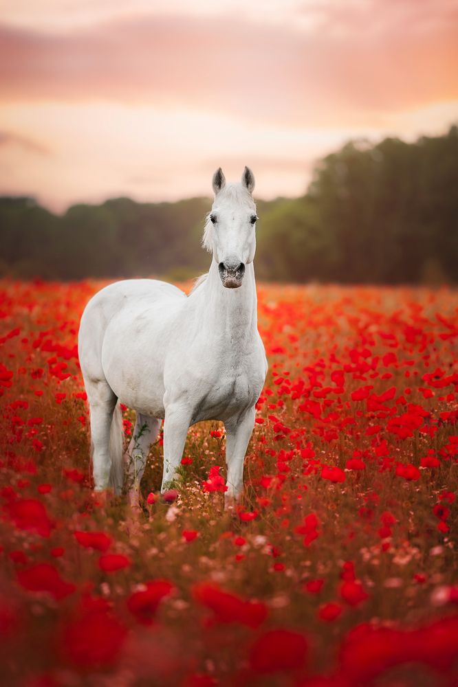 Photograph by Laura Petermans