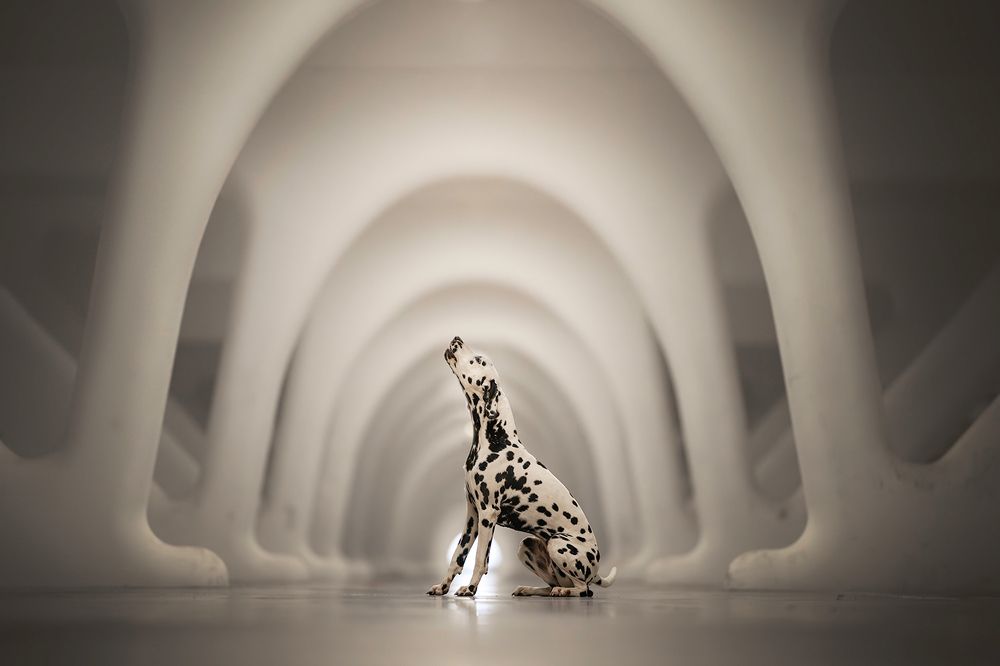 Photograph by Laura Petermans