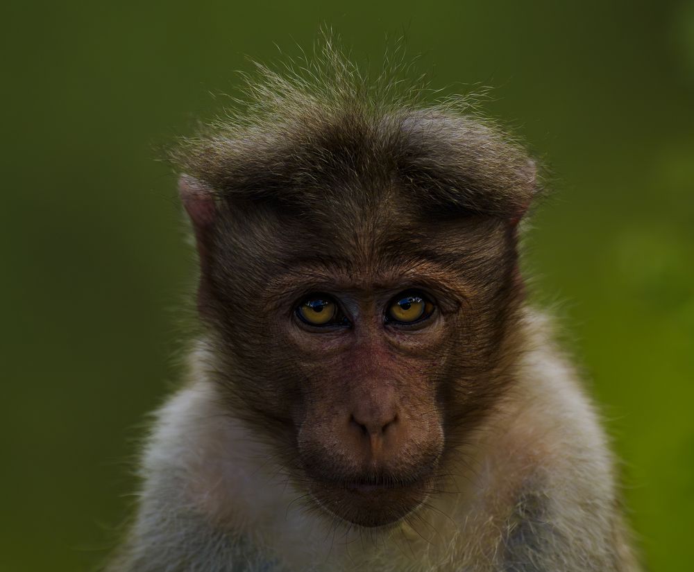 Caught this little guy deep in thought today. Maybe he's wondering if Charles Darwin underestimated his family tree. Evolution? More like revolution—he's ready to run the whole jungle!