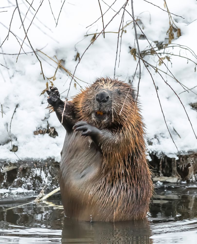 Photograph by Николай Диордиев