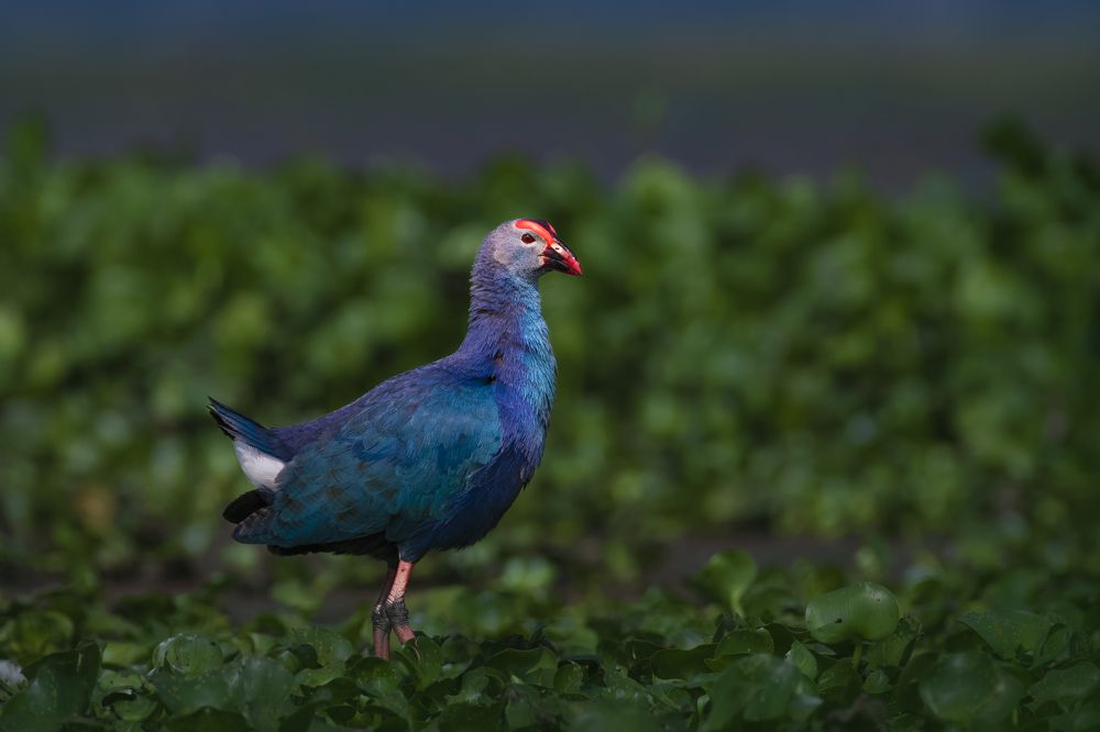 Фотография автора Diganta Roy