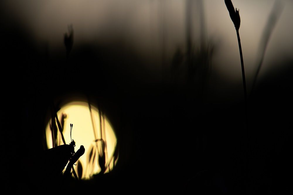 Photograph by stefanini alexis