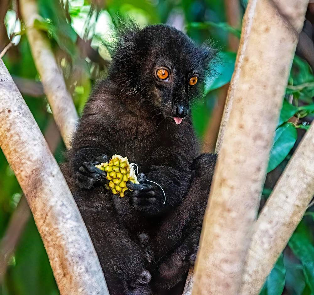 Фотография автора Subir Ghosh