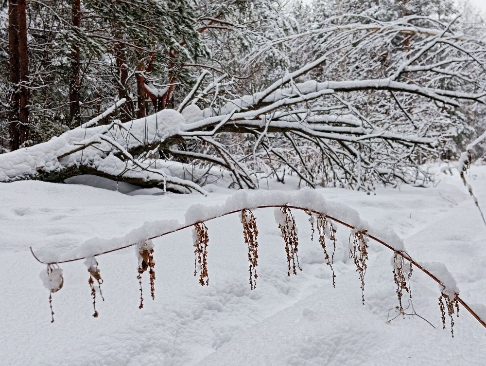 Photograph by Алексей Антонов