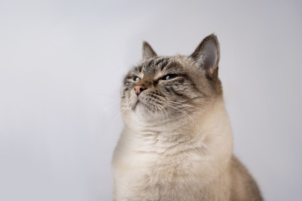 Фотография автора Василиса Пушкарева