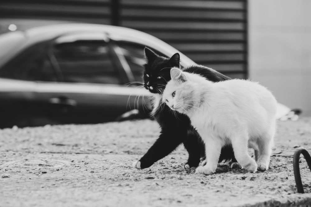 Photograph by Алексей Пирязев