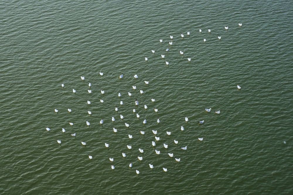 Seagulls