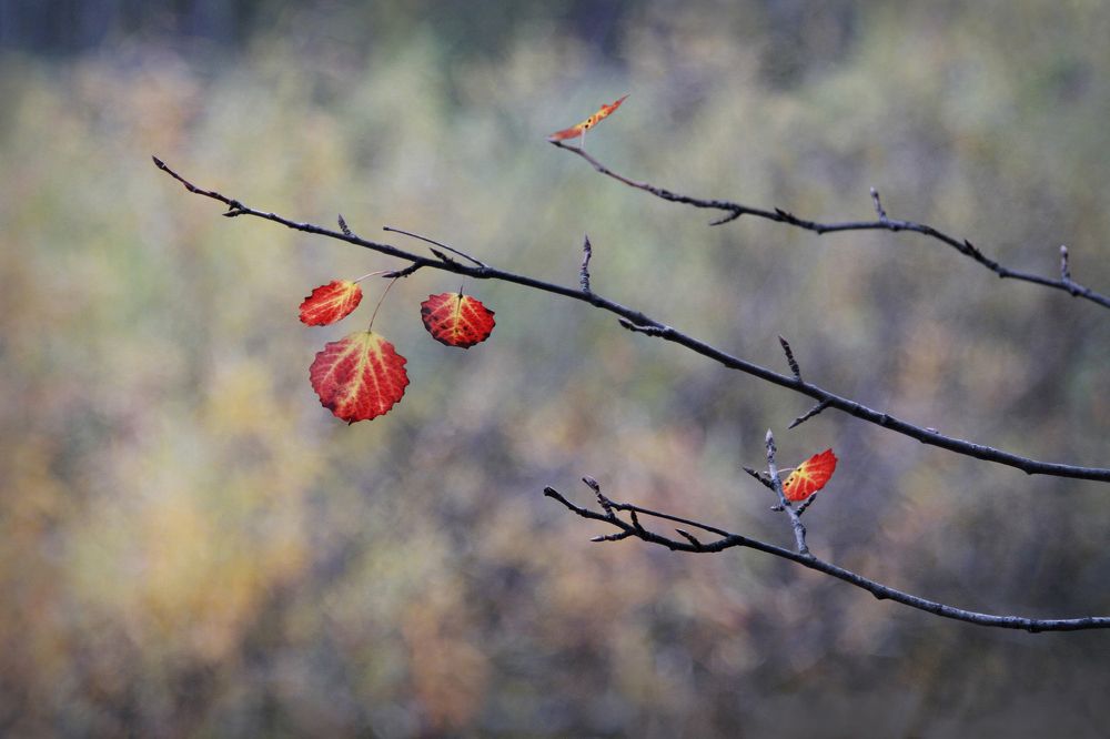 Photograph by Гагик Мхитарян