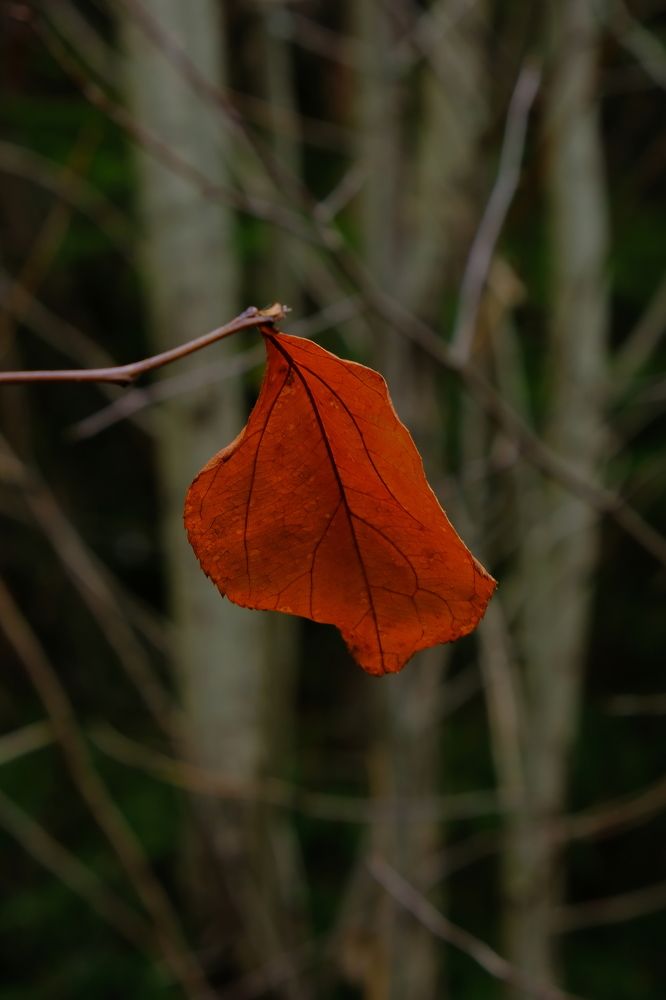 Photograph by Надежда Кангина