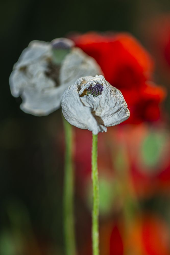 Photograph by Валерий Лейко