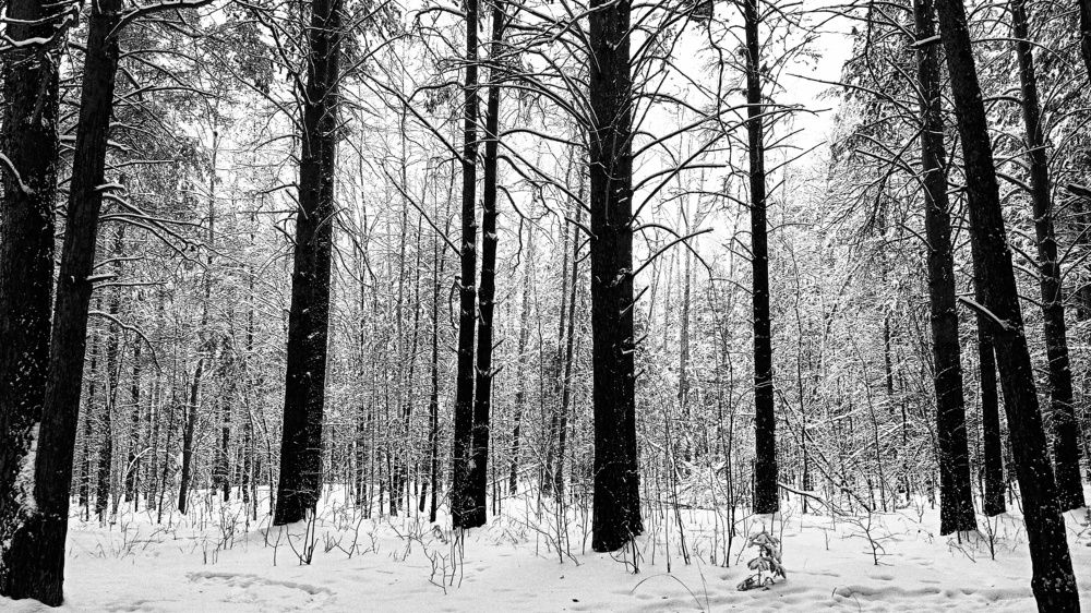 Photograph by Алексей Антонов