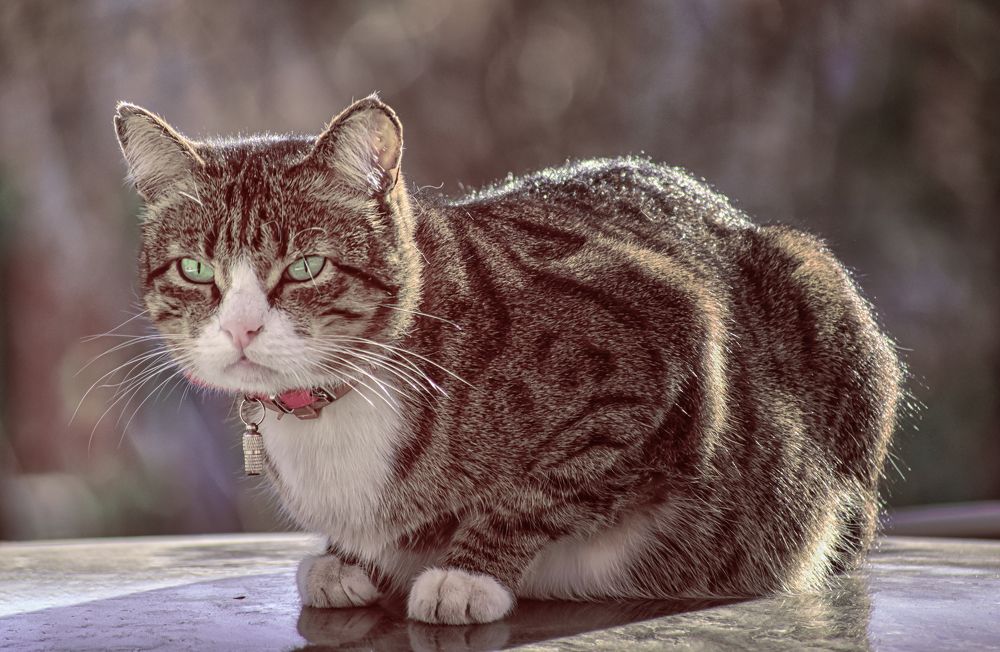 Фотография автора Татьяна Лунюшкина