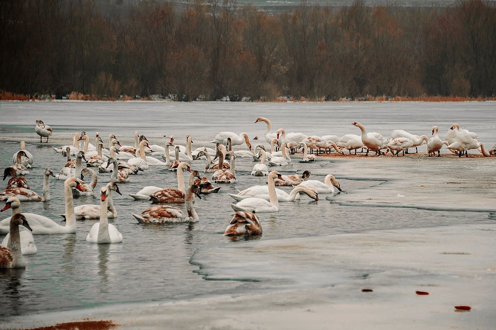 Photograph by Ирина Регульская
