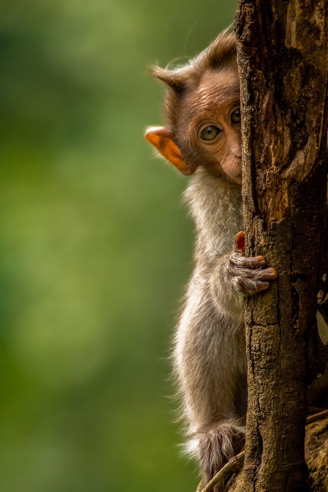 Photograph by Dr Manoj M Kumar