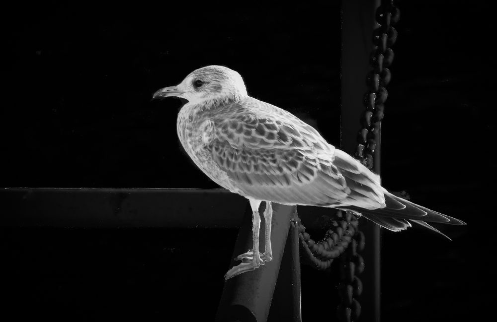 Photograph by Михаил Бояркин