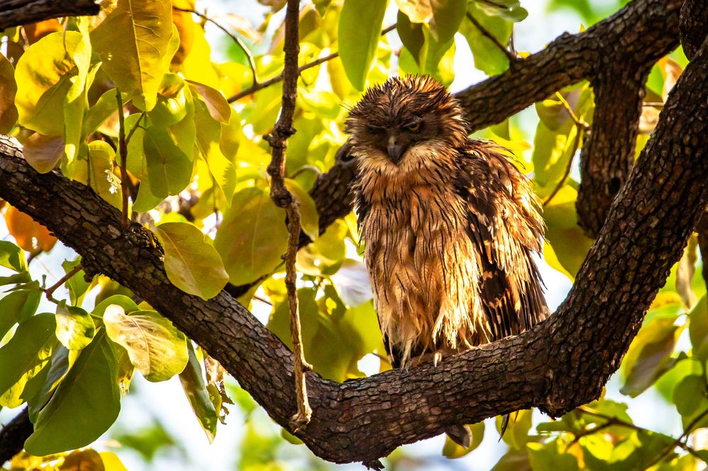 Brown Fish Owl Bandhavgarh