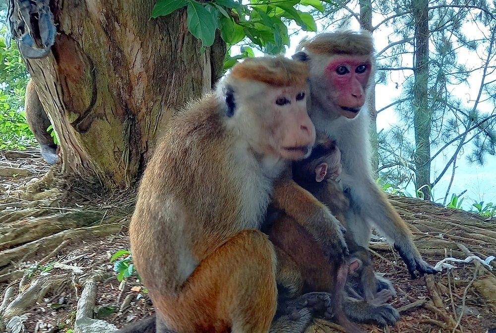 Семья обезьян