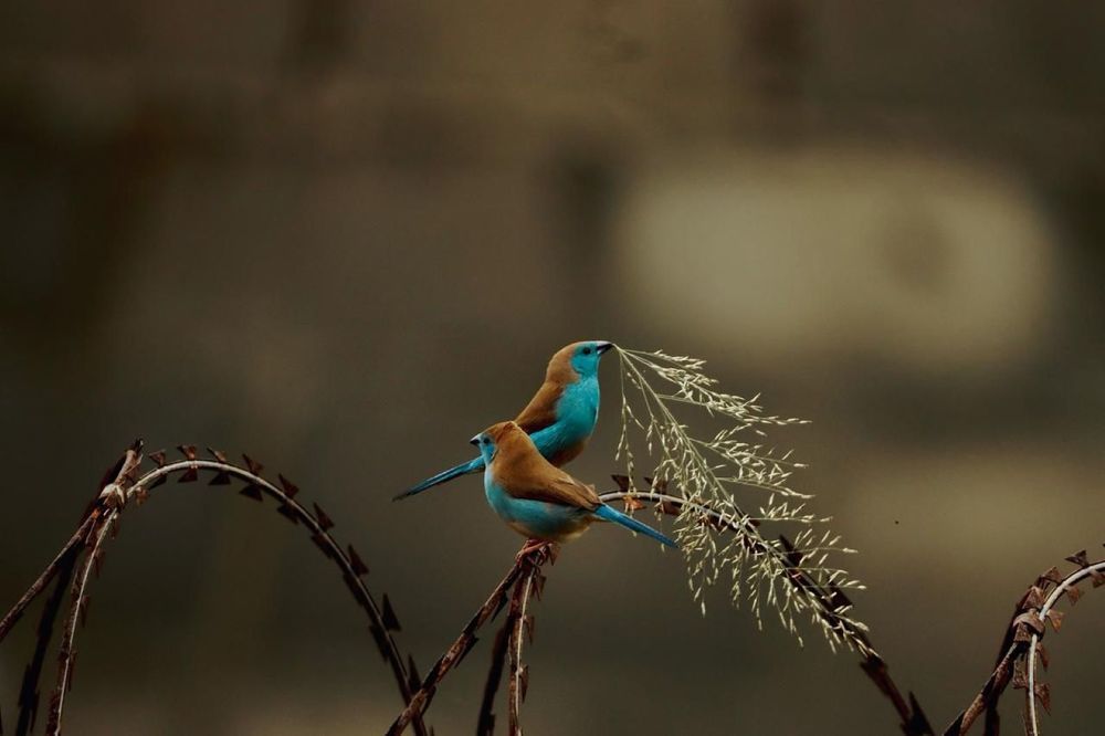 Photograph by Dipanjan Ray