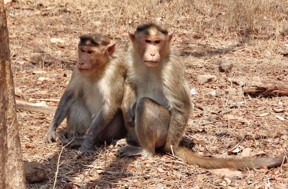 Пара обезьянок