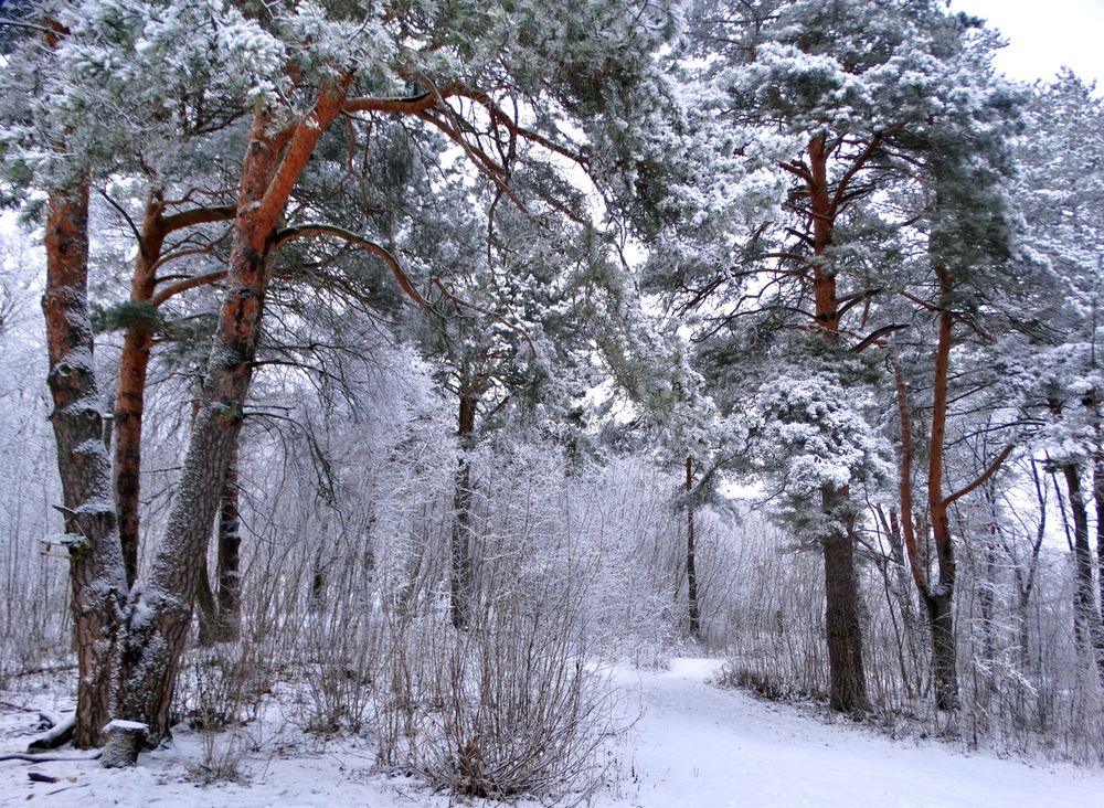 Зимой в парке Ботаника