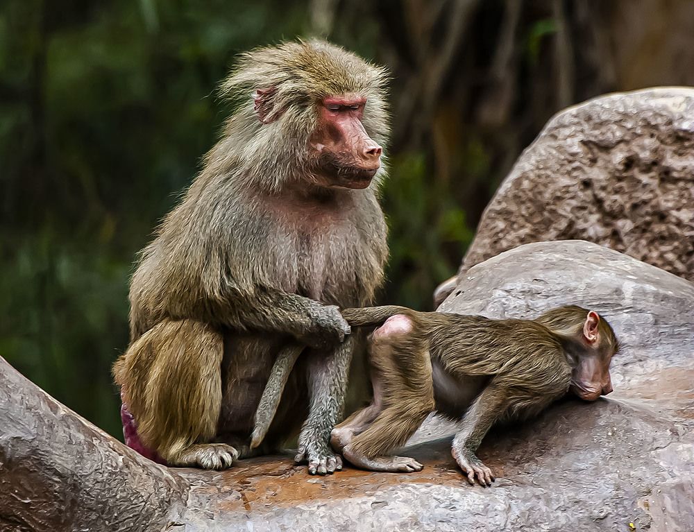 Naughty little monkey