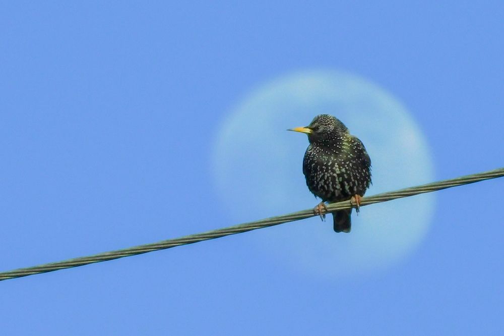 Фотография автора Наталья Бачуринская